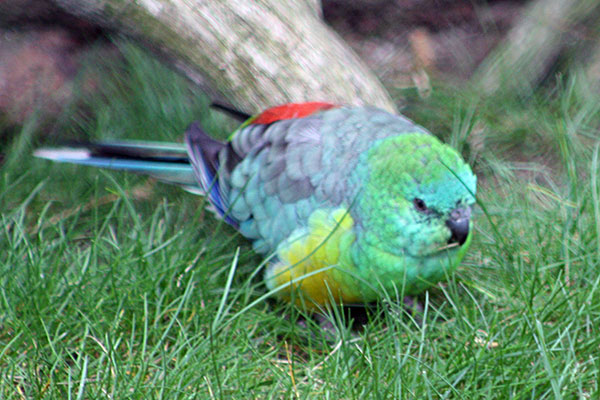 Świergotka seledynowa (Psephotus haematonotus)
