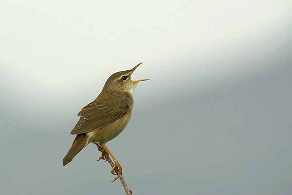 Świerszczak ochocki (Helopsaltes ochotensis)