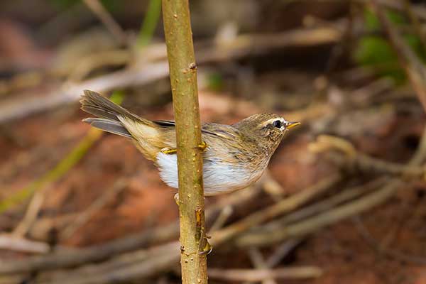 Świstunka brunatna (Phylloscopus fuscatus)