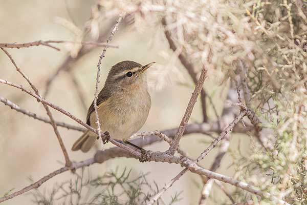 Świstunka kanaryjska (Phylloscopus canariensis)