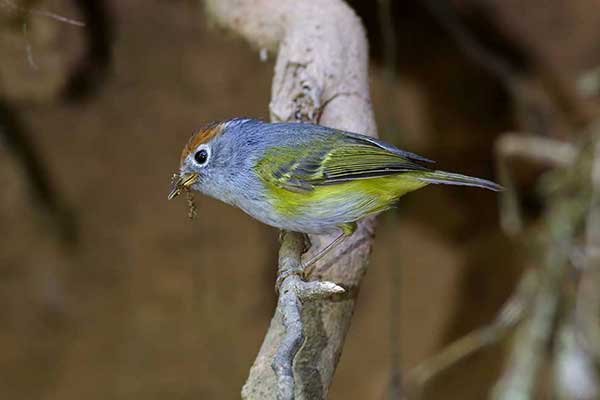 Świstunka szarolica (Seicercus castaniceps)