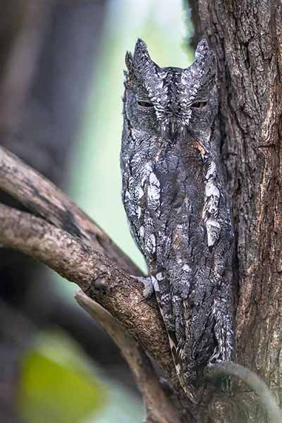 Syczek afrykański (Otus senegalensis)