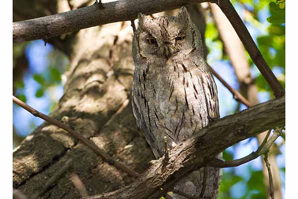 Syczek arabski (Otus brucei)