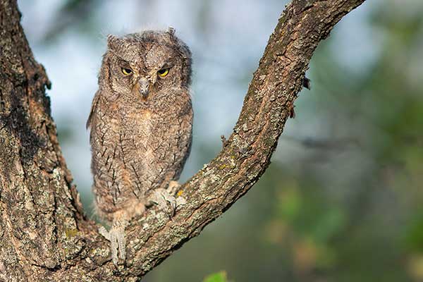 Syczek (zwyczajny) (Otus scops)