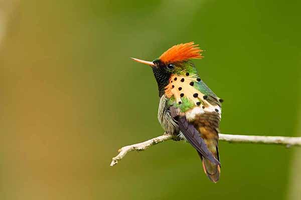 Sylfik strojny (Lophornis ornatus)