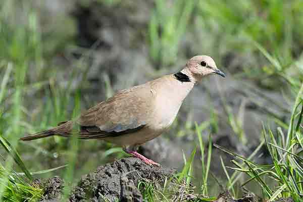 Synogarlica różowa (Streptopelia vinacea)