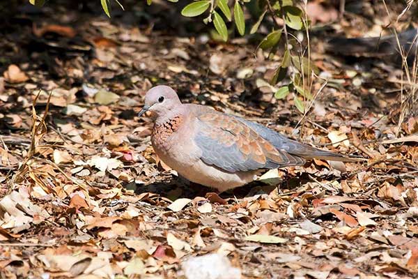 Synogarlica senegalska (Streptopelia senegalensis)