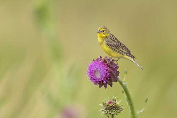 Szafranka skromna (Sicalis luteola)