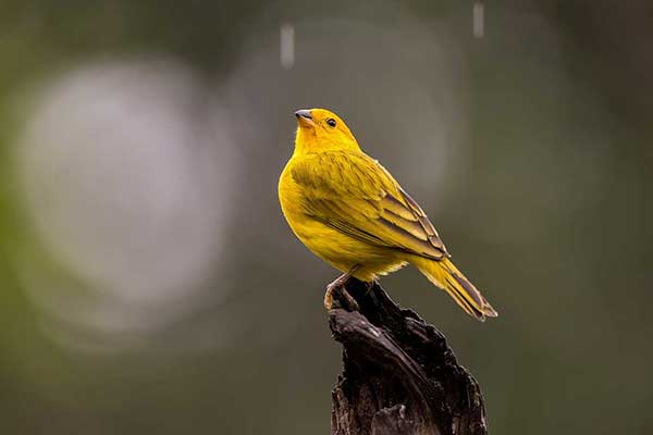 Szafranka złotogłowa (Sicalis flaveola)