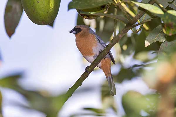 Szarogrzbiet cynamonowy (Schistochlamys ruficapillus)