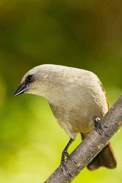 Szarokacyk rdzawoskrzydły (Agelaioides badius)