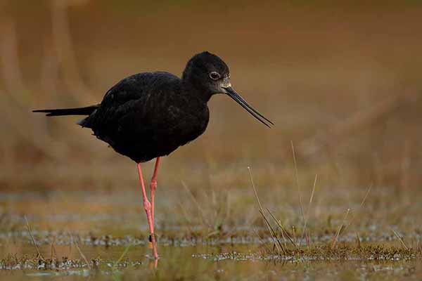 Szczudłak czarny (Himantopus novaezelandiae)