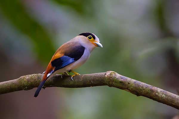 Szerokodziób czarnobrewy (Serilophus lunatus)