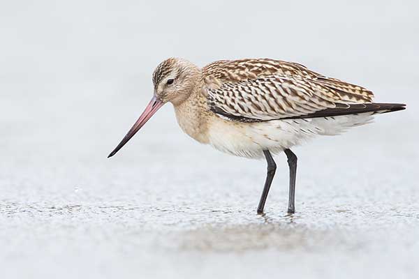 Szlamnik (zwyczajny) (Limosa lapponica)