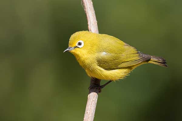 Szlarnik senegalski (Zosterops senegalensis)