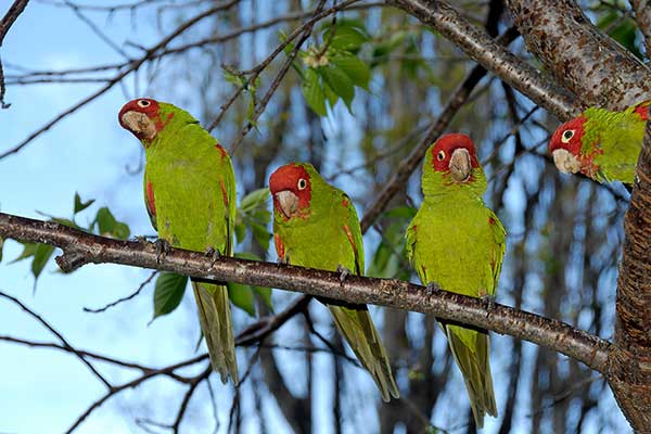 Szmaragdolotka krasnolica (Psittacara erythrogenys)