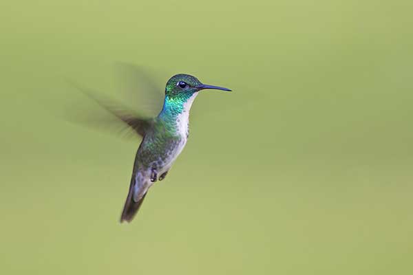 Szmaragdzik modrogłowy (Chrysuronia versicolor)