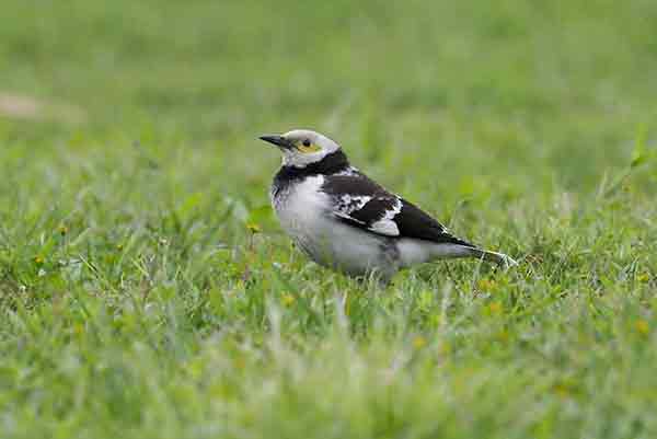 Szpak czarnoszyi (Gracupica nigricollis)