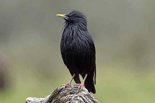 Szpak jednobarwny (Sturnus unicolor)