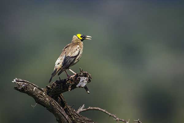 Szpak ozdobny (Creatophora cinerea)