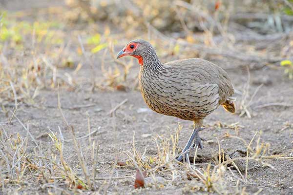 Szponiastonóg czerwonogardły (Pternistis afer)