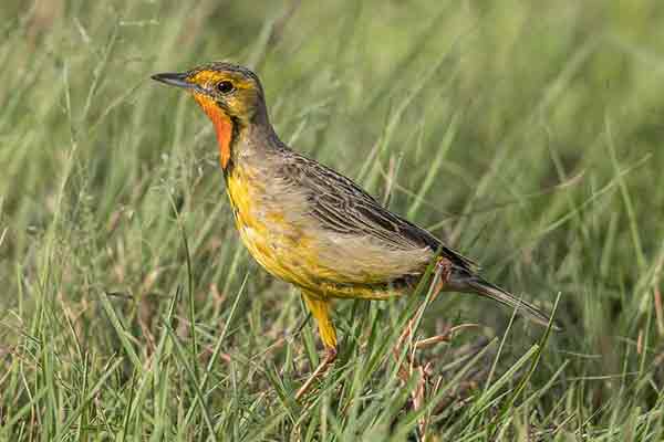 Szponnik rudobrewy (Macronyx capensis)