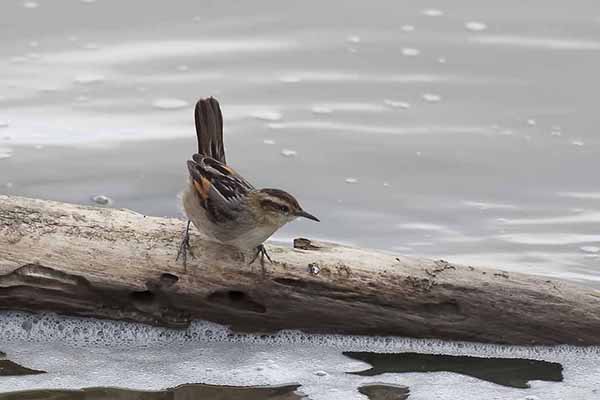 Szuwarnik (Phleocryptes melanops)