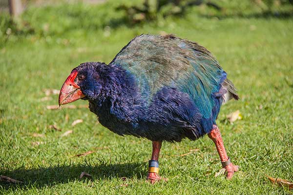 Takahe południowy (Porphyrio hochstetteri)