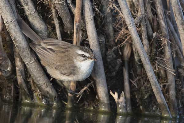 Tamaryszka (Acrocephalus melanopogon)