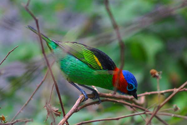 Tangarka czerwonoszyja (Tangara cyanocephala)