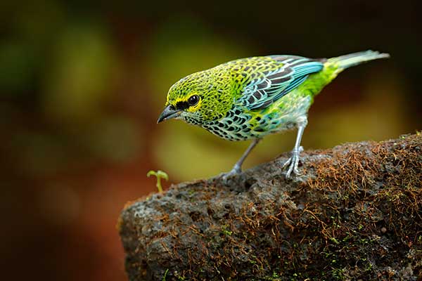 Tangarka kropkowana (Ixothraupis guttata)