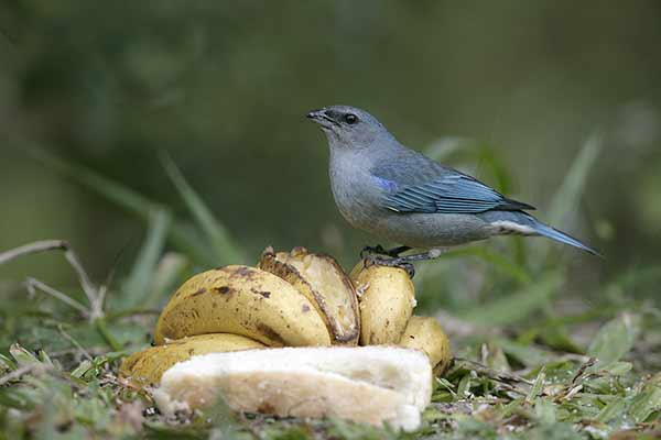 Tangarka lazurowoskrzydła (Thraupis cyanoptera)