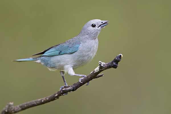 Tangarka modroskrzydła (Thraupis sayaca)