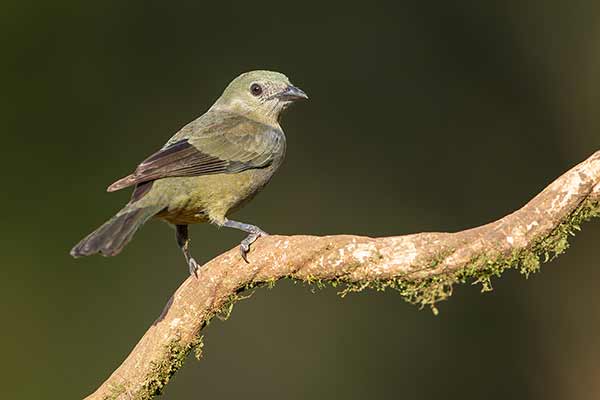 Tangarka palmowa (Thraupis palmarum)