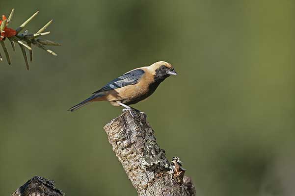 Tangarka płowa (Stilpnia cayana)