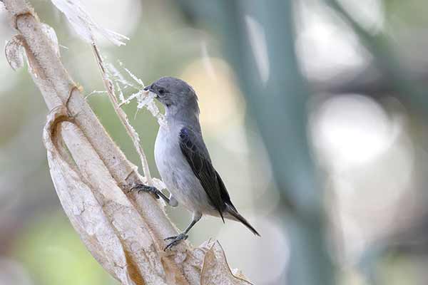 Tangarka szara (Tangara inornata)