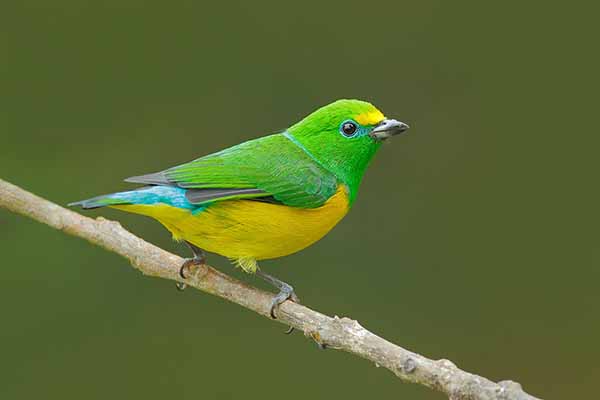 Tęczanka modrogrzbieta (Chlorophonia cyanea)