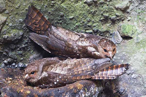 Tłuszczak (Steatornis caripennis)