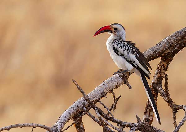 Toko białogrzbiety (Tockus erythrorhynchus)