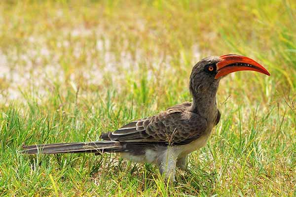 Toko ciemny (Lophoceros bradfieldi)