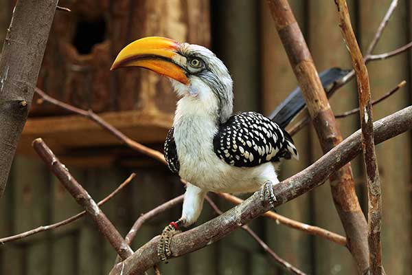 Toko żółtodzioby (Tockus flavirostris)