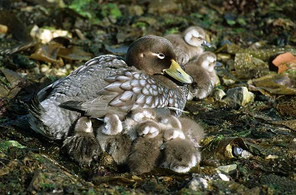 Torpedówka falklandzka (Tachyeres brachypterus)