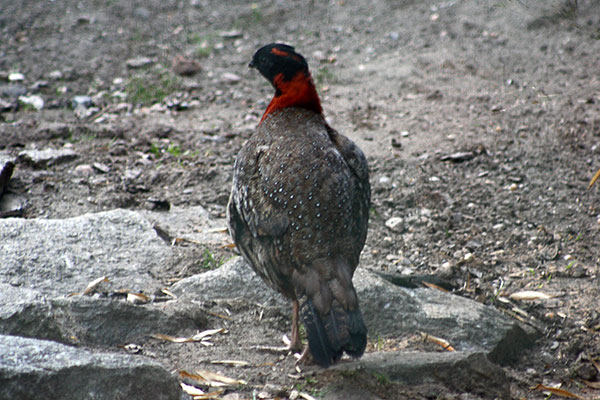 Tragopan czerwony (Tragopan satyra)