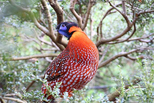 Tragopan modrolicy (Tragopan temminckii)