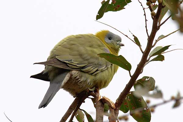 Treron złotoszyi (Treron phoenicopterus)