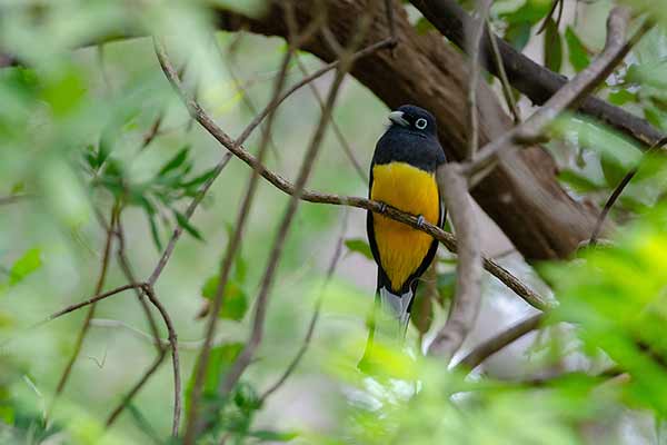 Trogon czarnogłowy (Trogon melanocephalus)