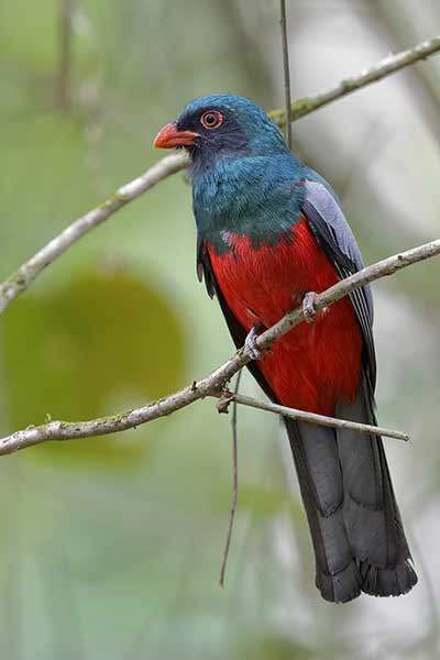 Trogon krasnodzioby (Trogon massena)