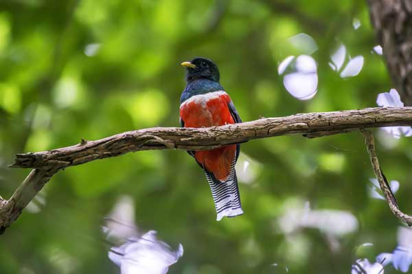 Trogon obrożny (Trogon collaris)