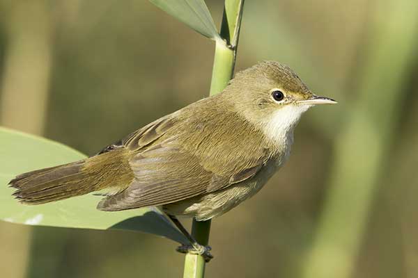 Trzcinniczek (zwyczajny) (Acrocephalus scirpaceus)