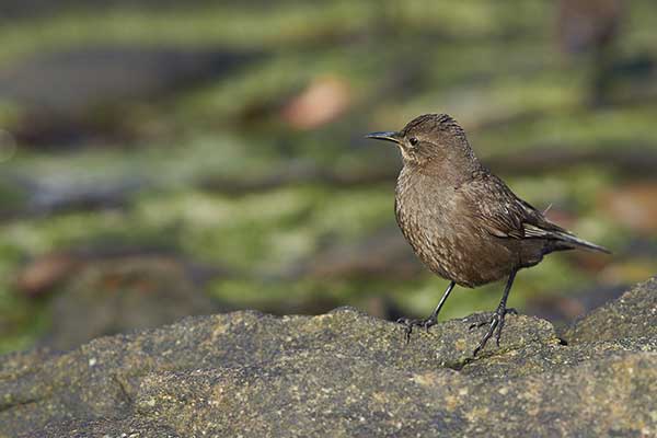 Trzęsiogon czarniawy (Cinclodes antarcticus)